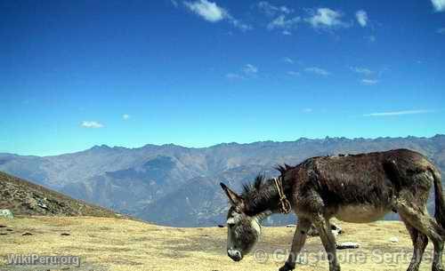 White Cordillera