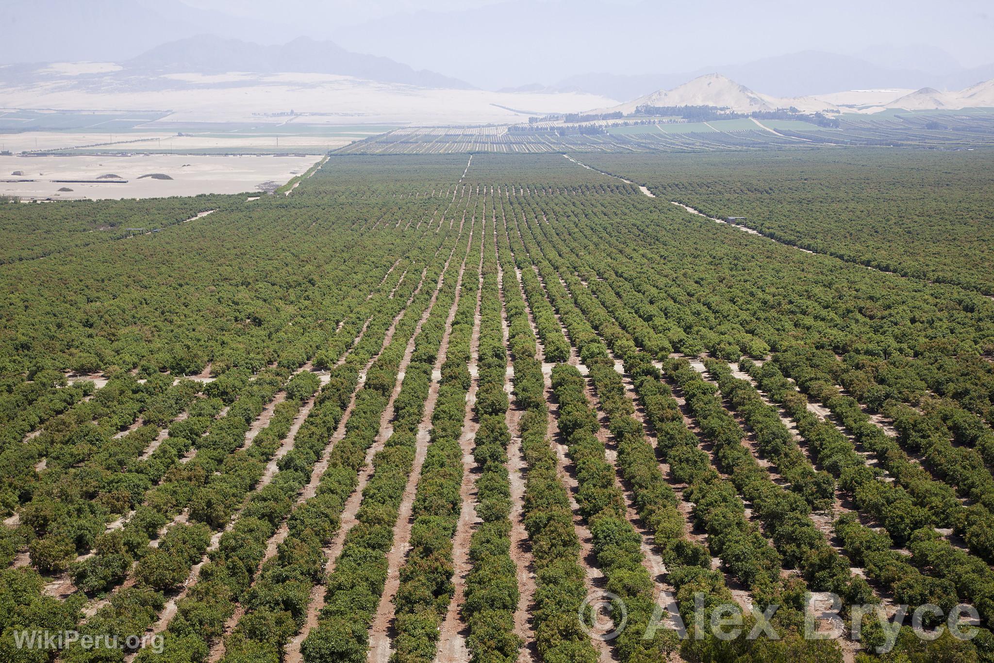 Avocado Cultivation