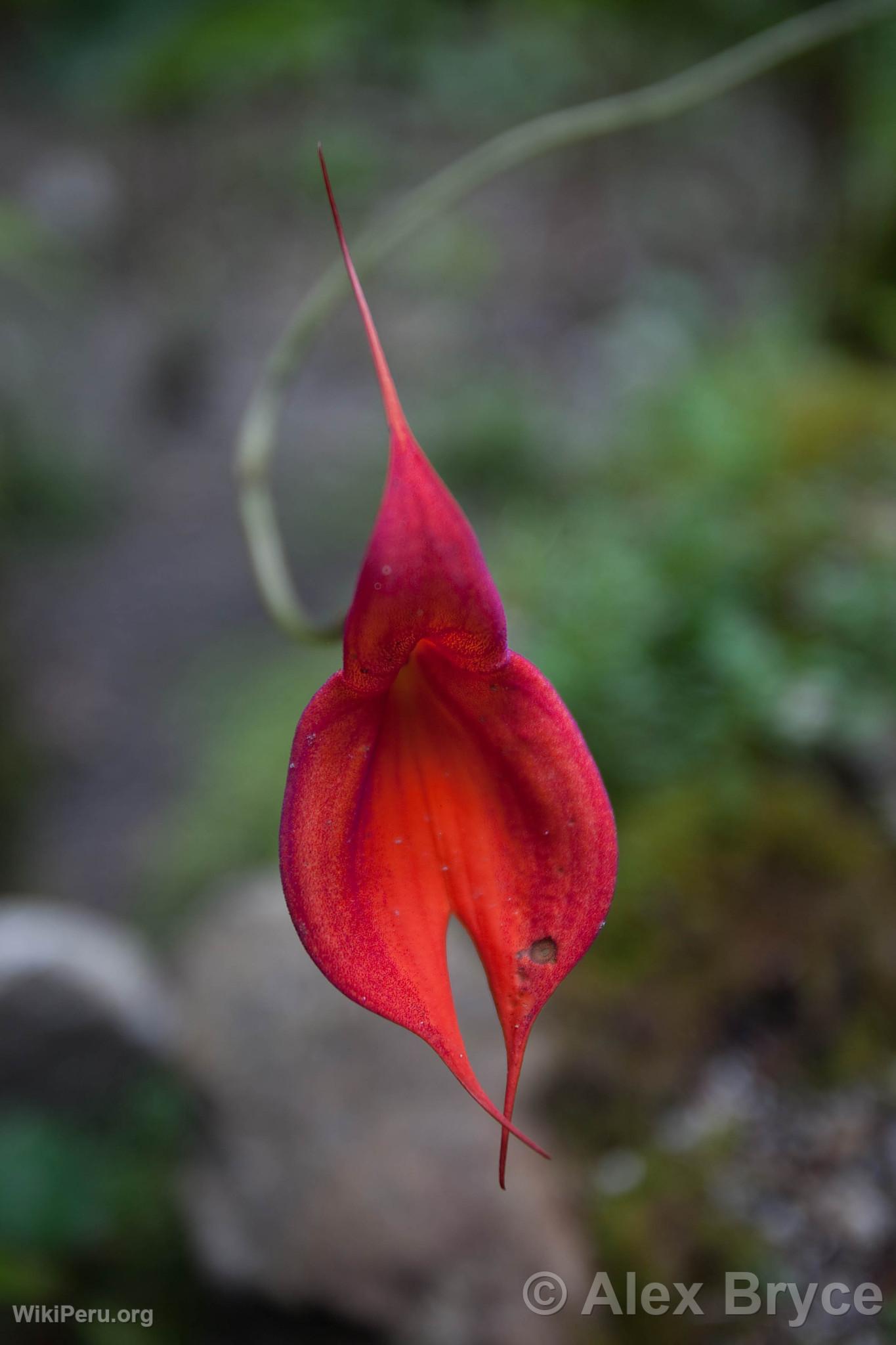 Masdevallia Veitchiana Orchid