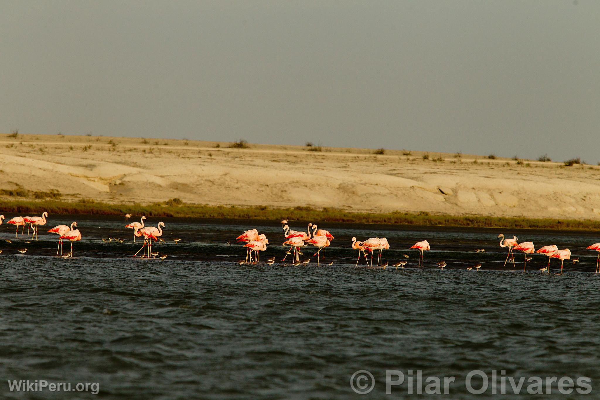 Flamingos