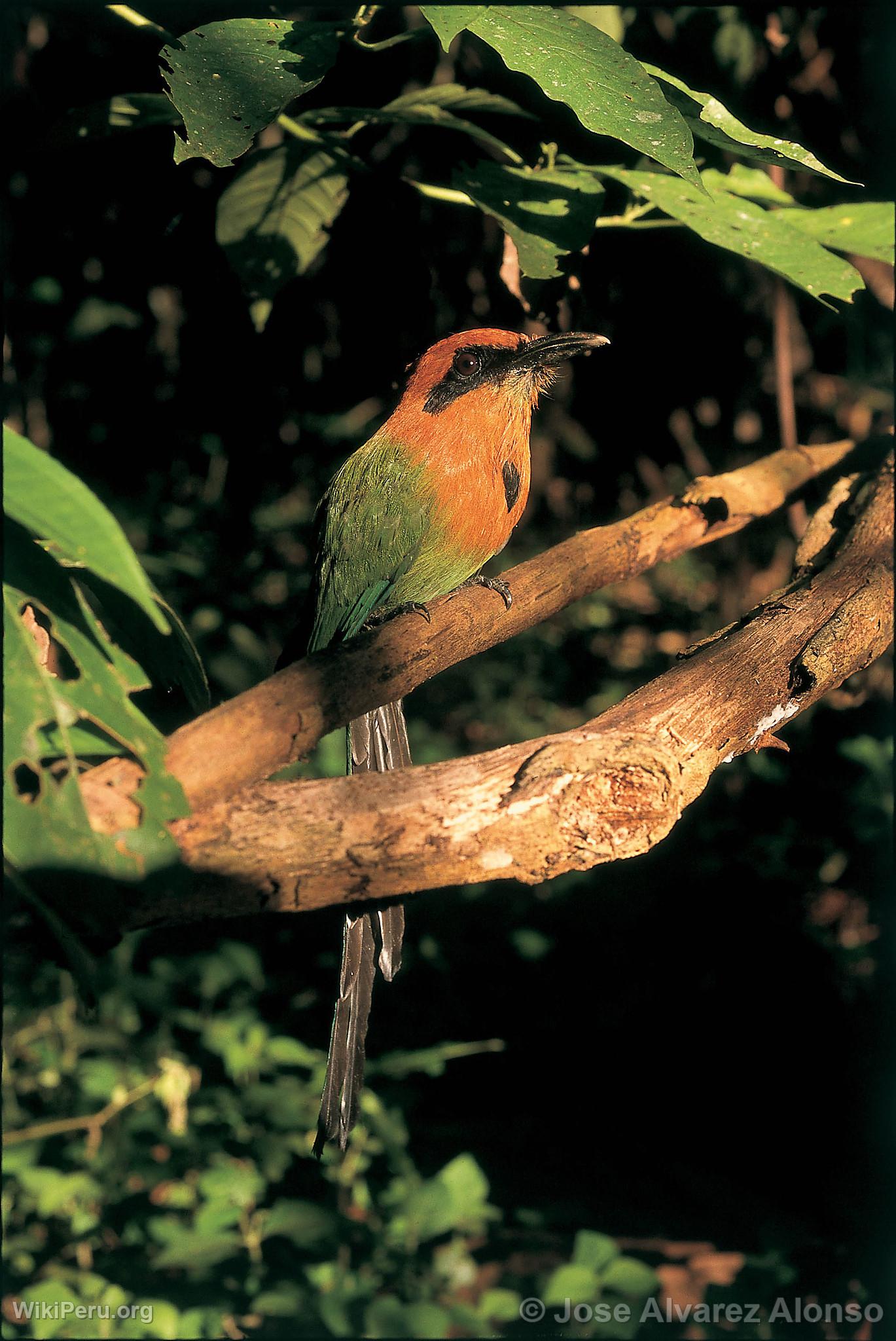 Broad-billed Carpenter in Contaya