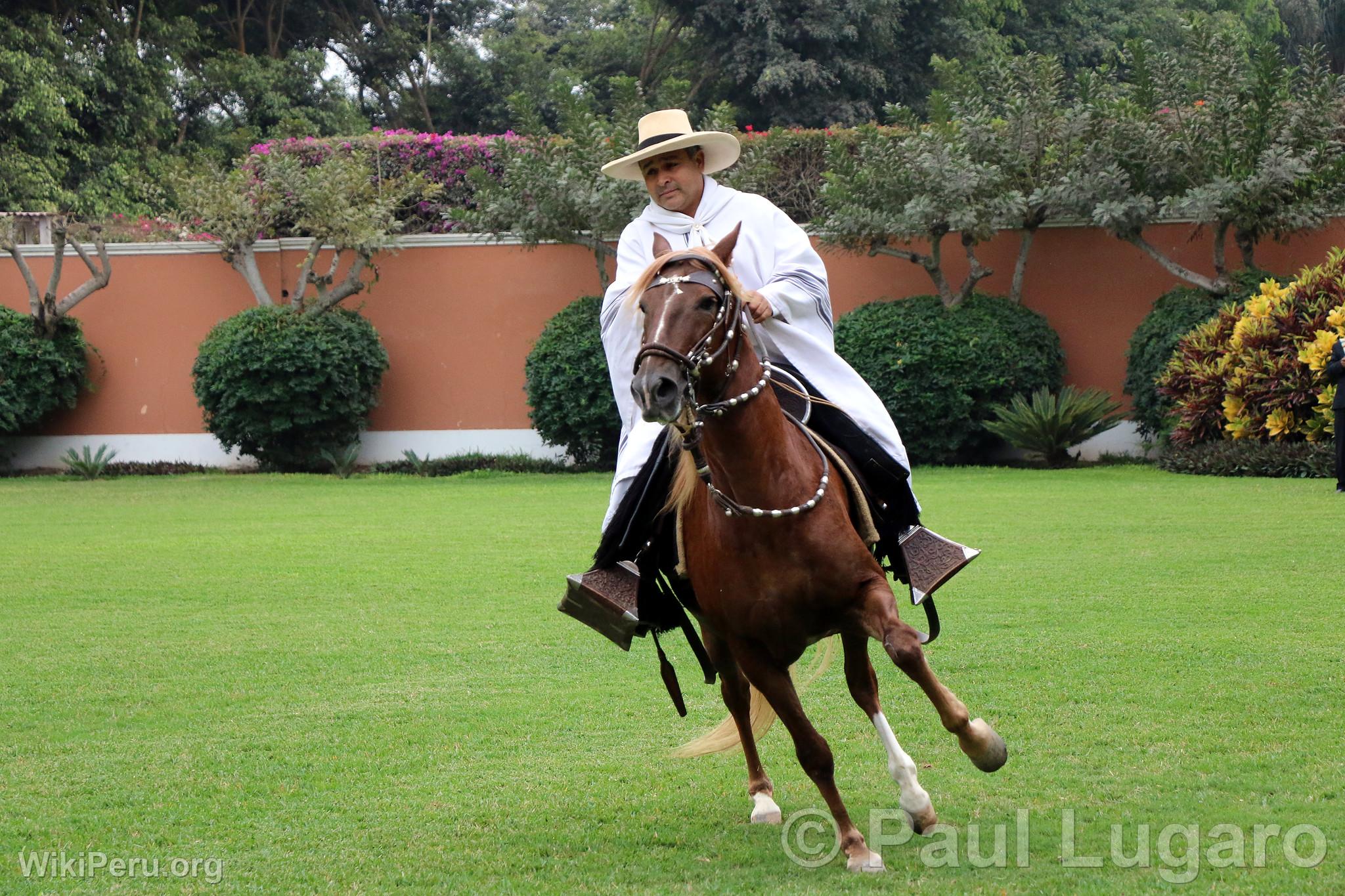 Peruvian Paso horse