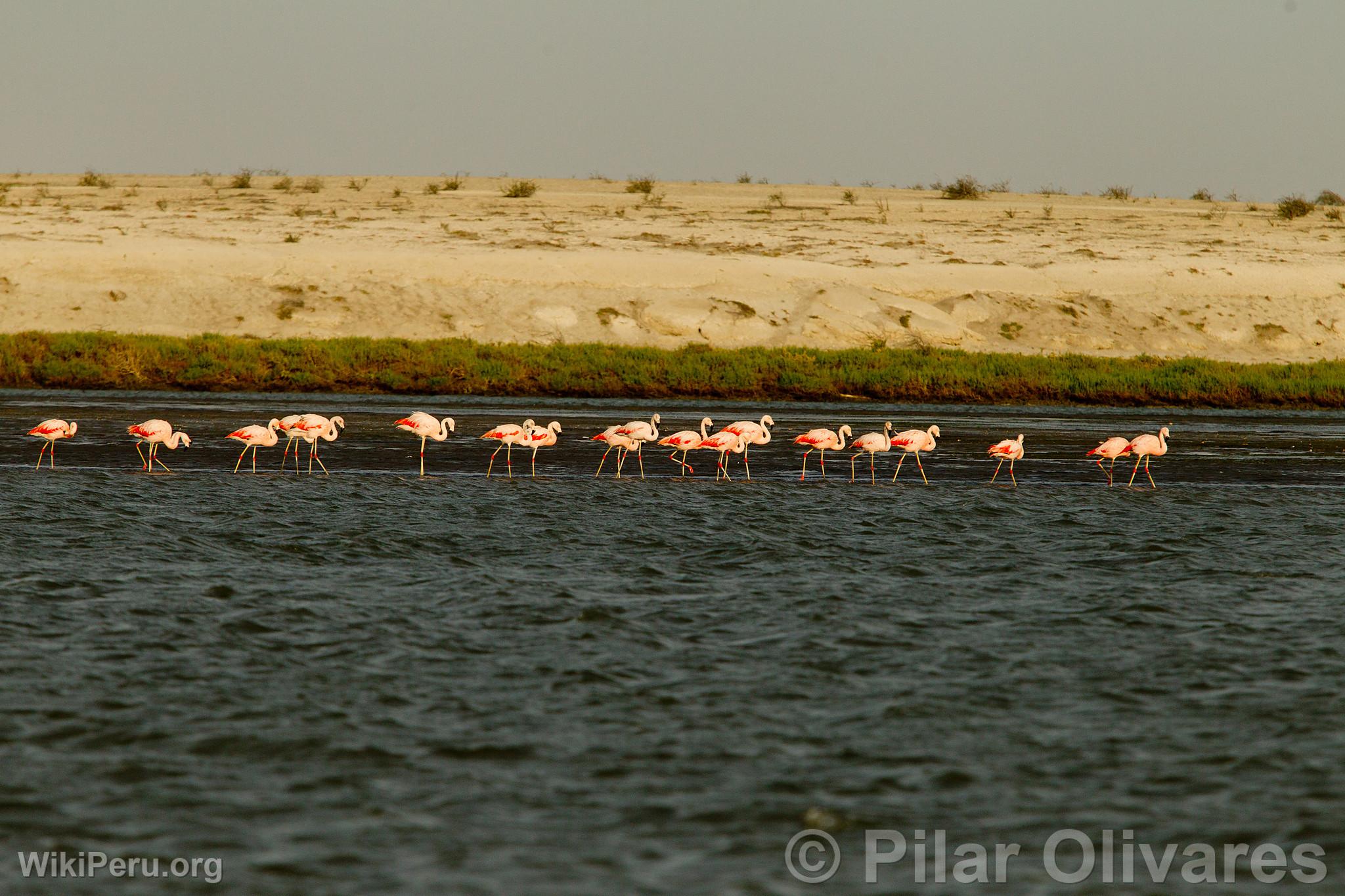 Flamingos