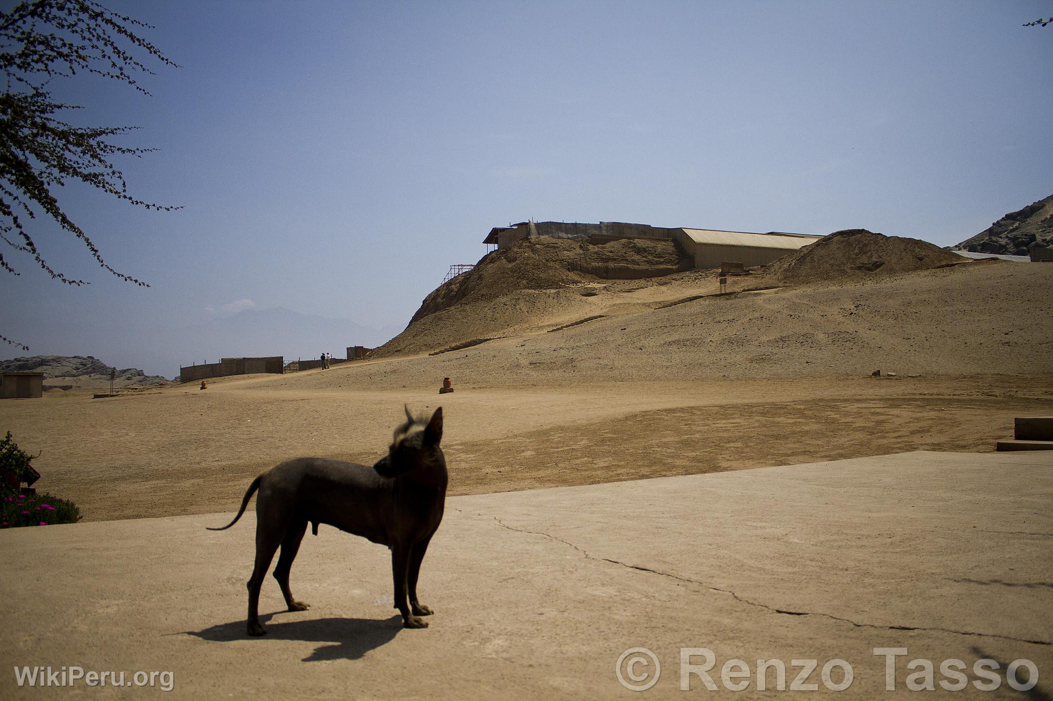 Peruvian hairless dog