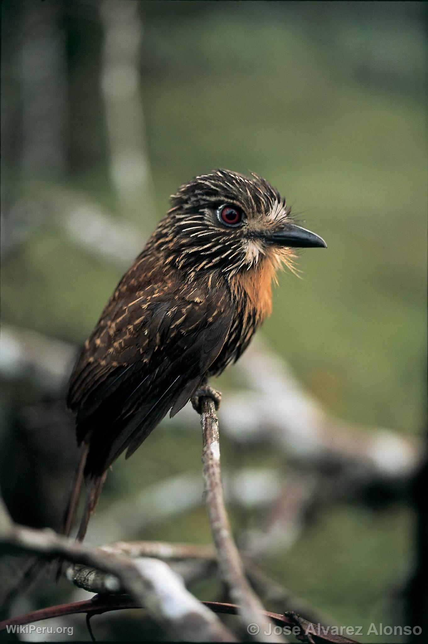 Black-striped Puffbird in Huamanpata