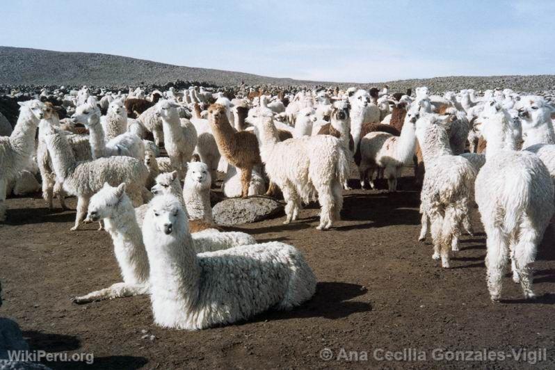 Herd of alpacas