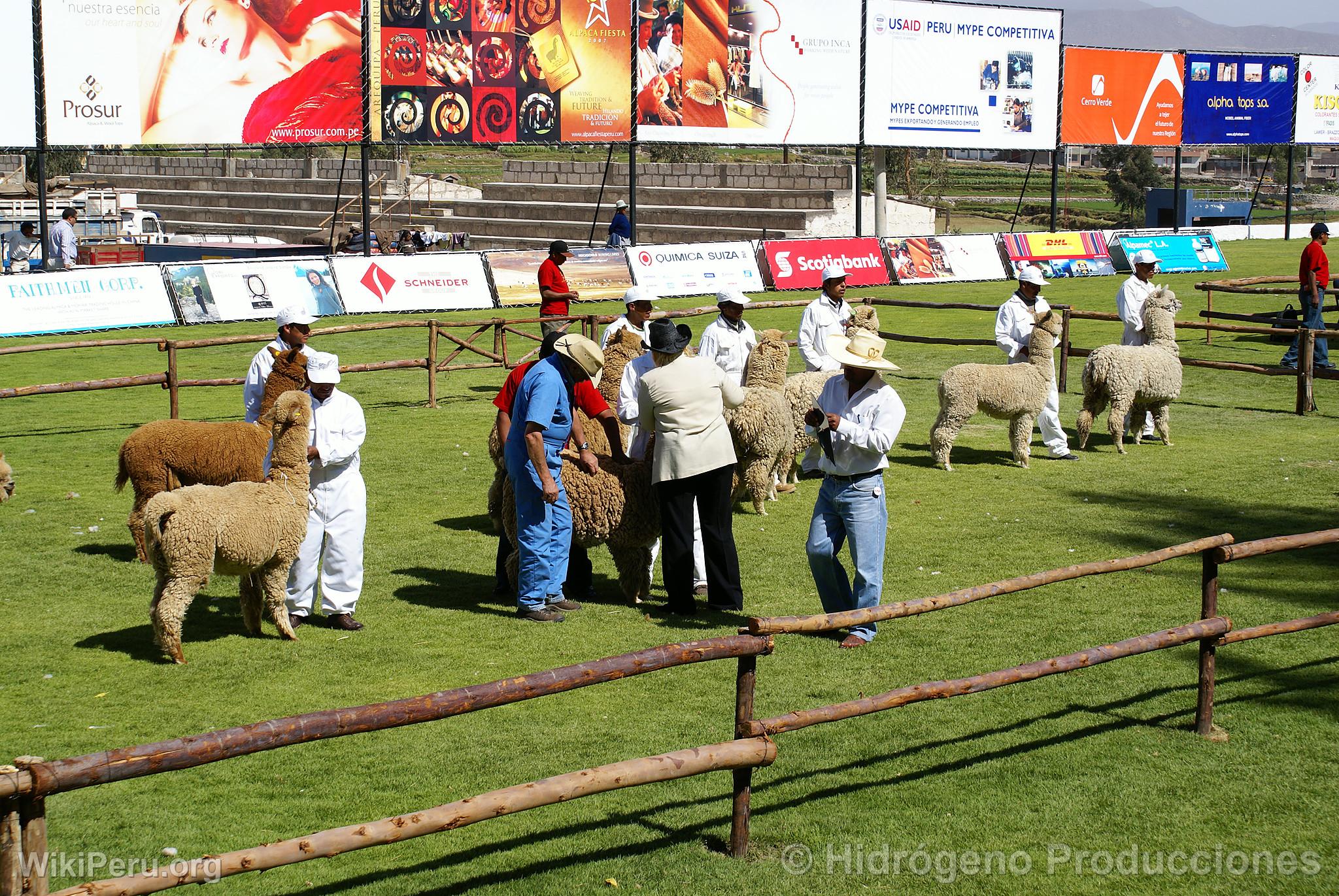 Alpaca Exhibition