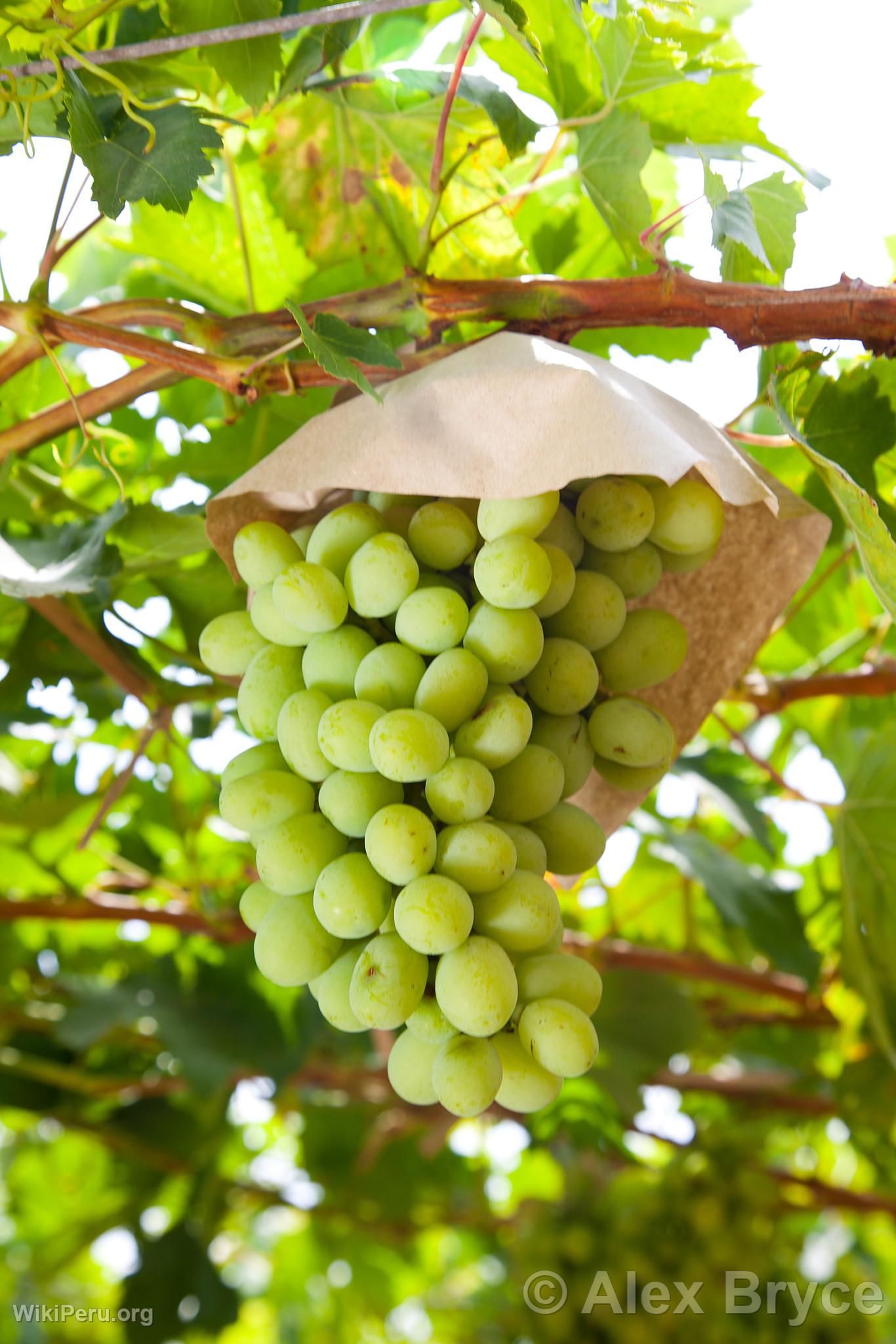 Grape Cultivation