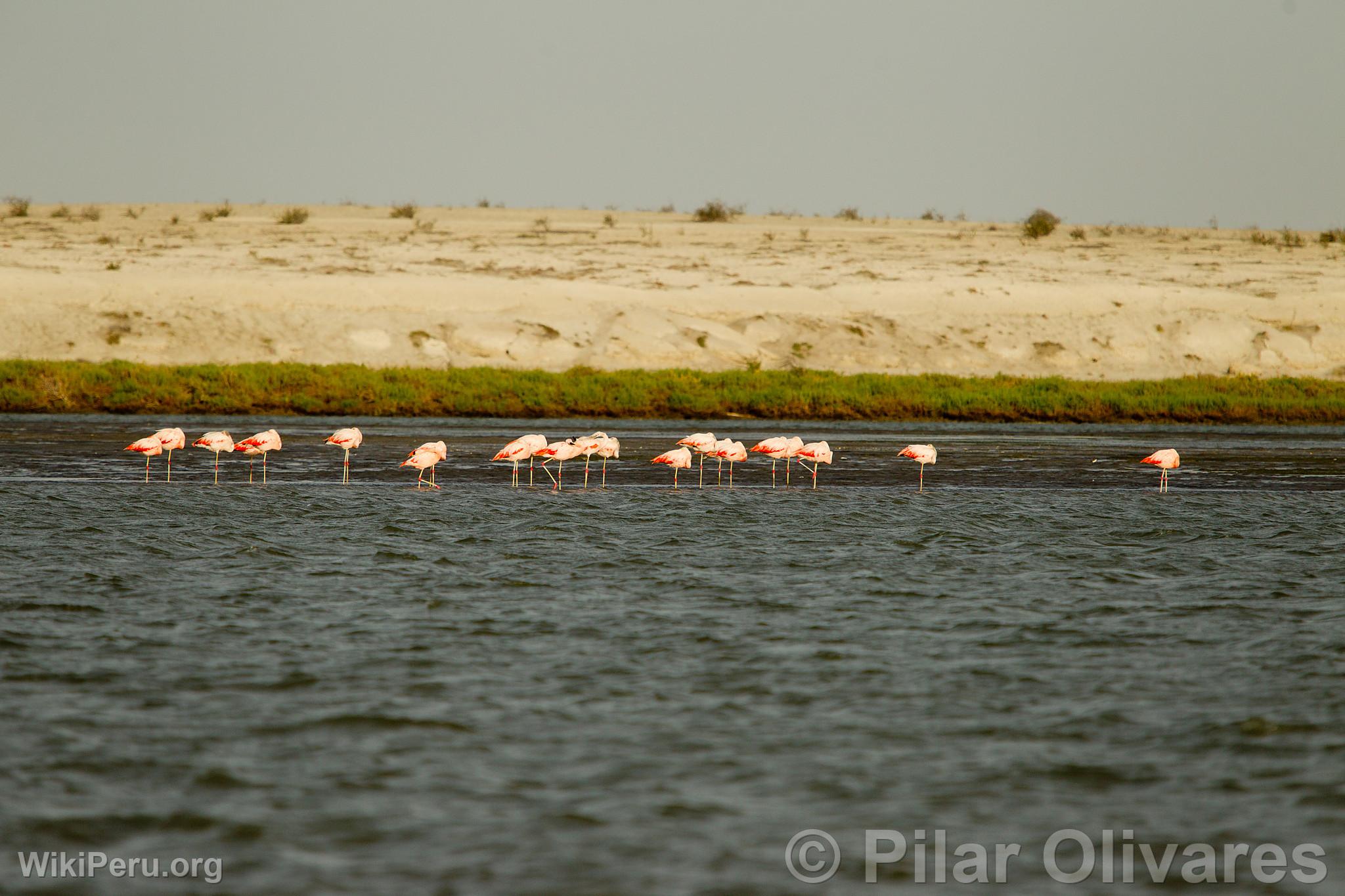 Flamingos