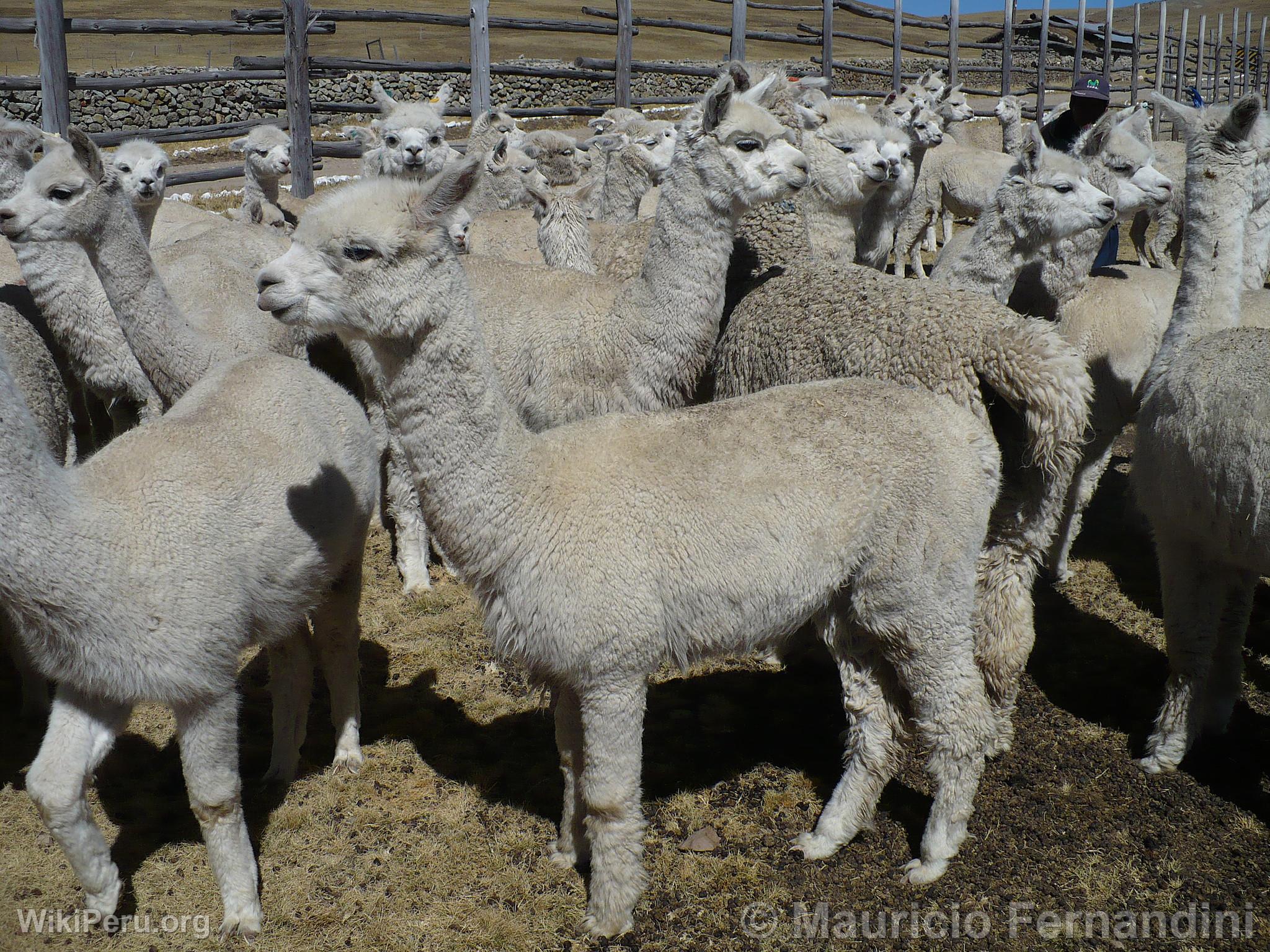 Alpacas