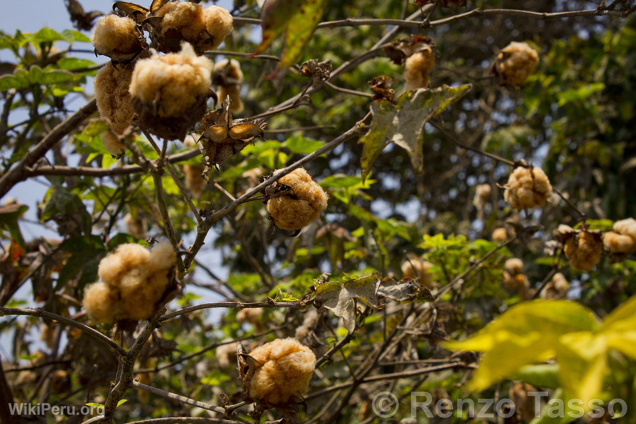 Native Cotton