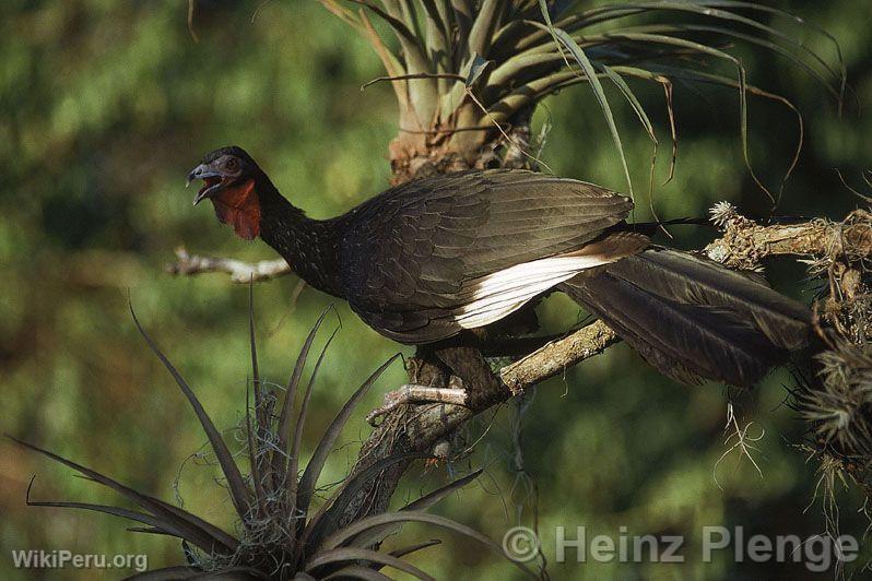 Pava aliblanca, bird native to the dry forest of Lambayeque