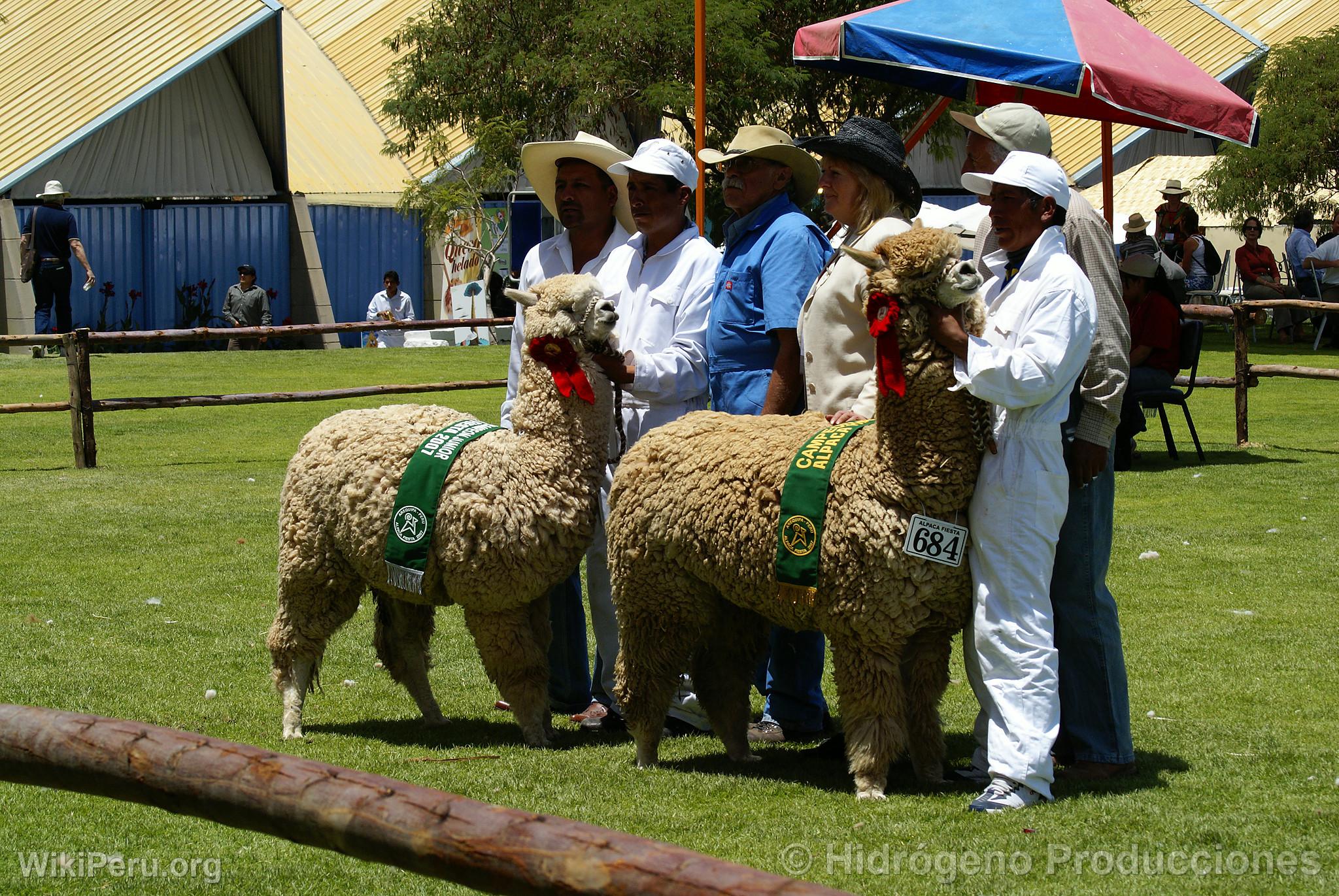 Alpaca Exhibition