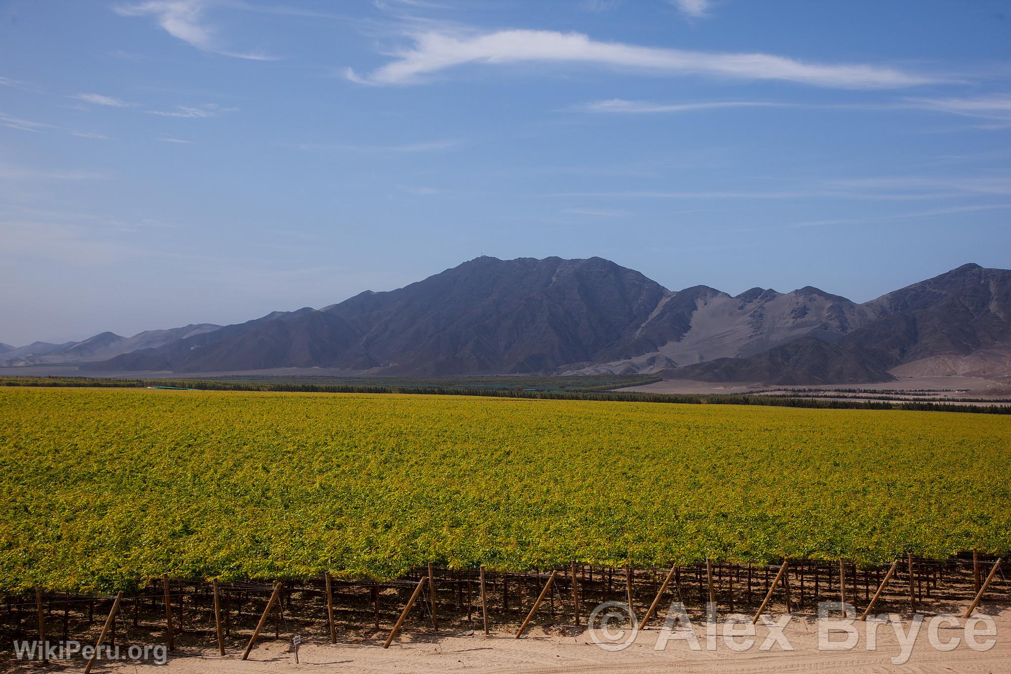 Grape Cultivation