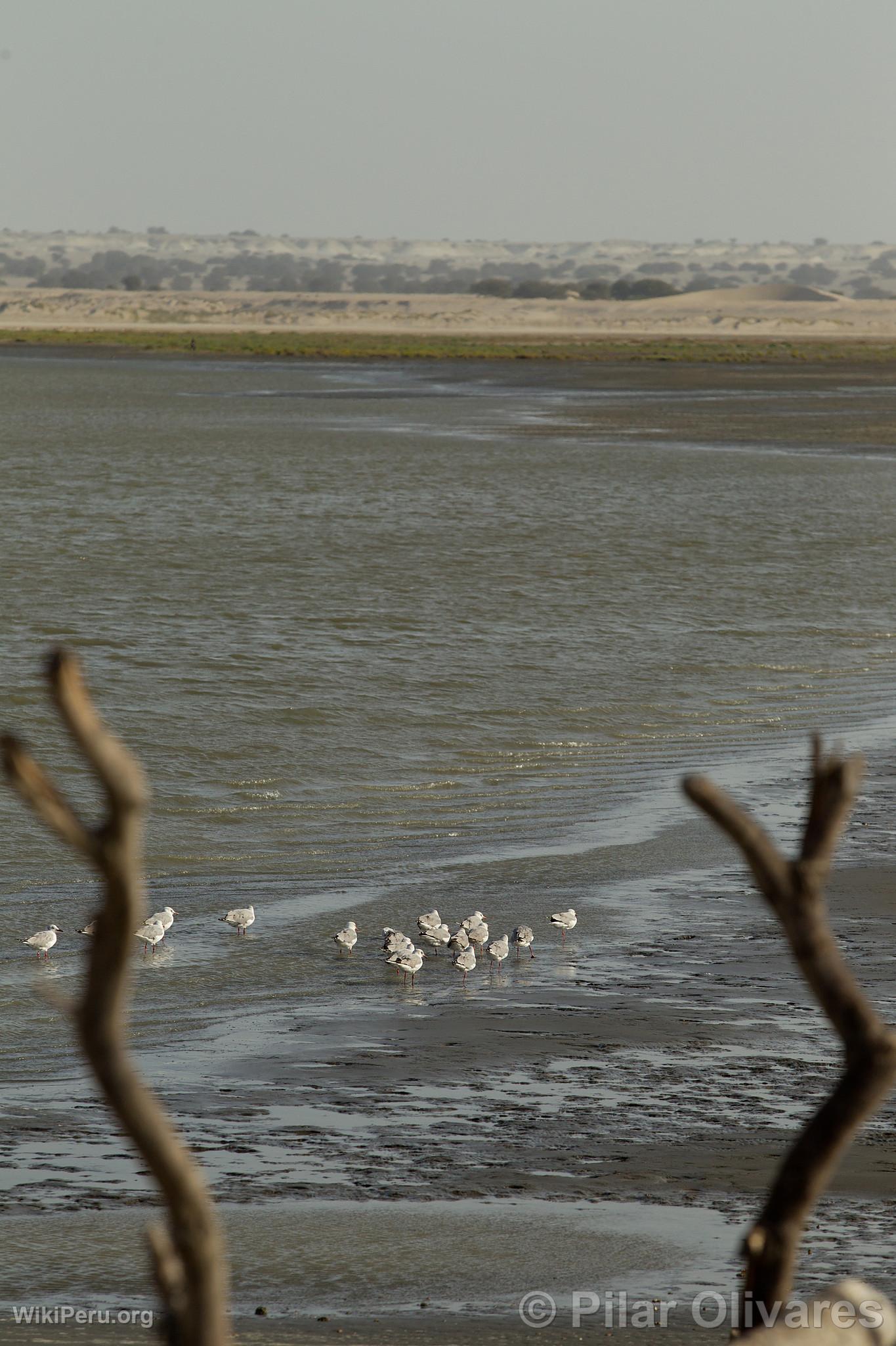 Seagulls