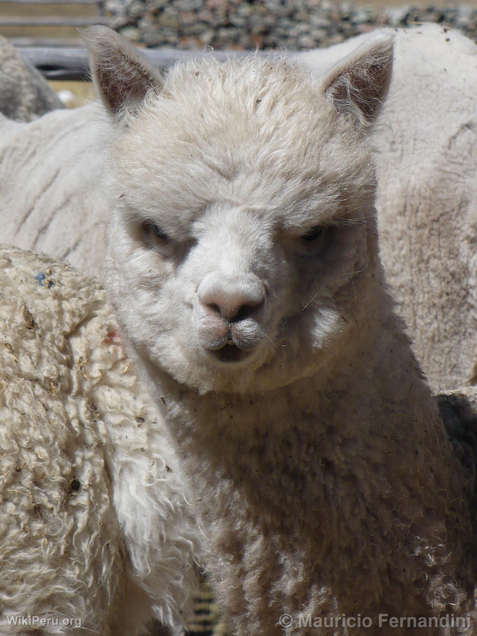 Alpacas