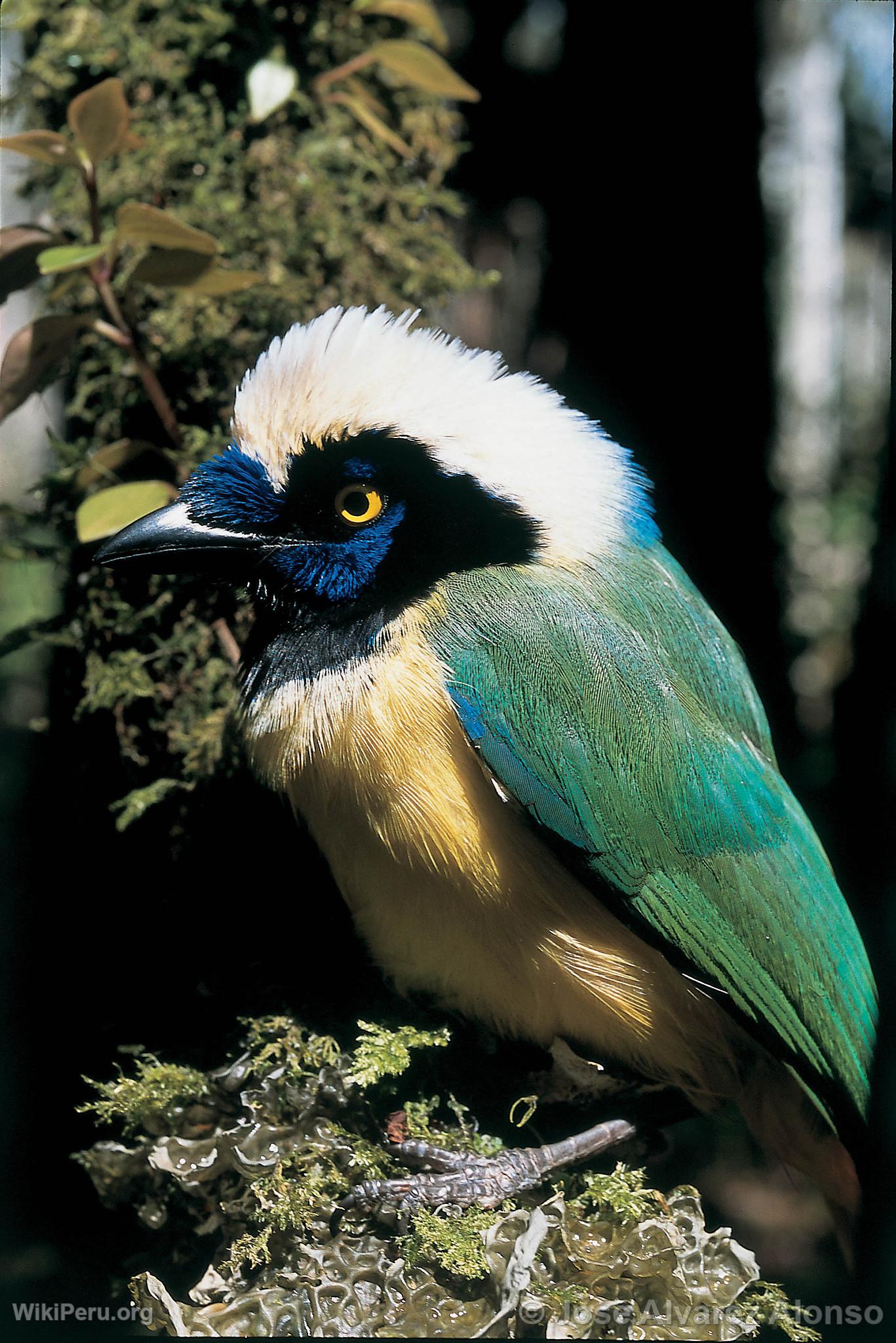 Green Jay at Huamanpata