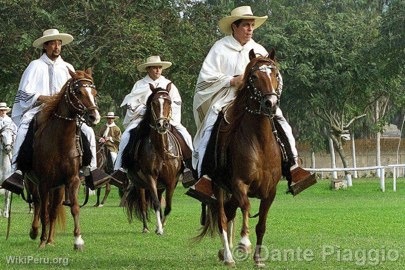 Peruvian Paso horse