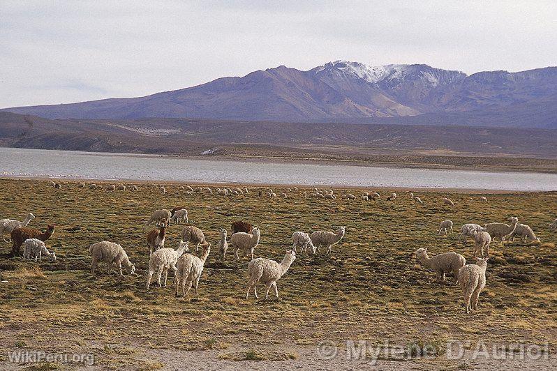 Alpacas at Lariscota Lagoon