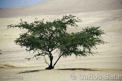 Huarango Tree