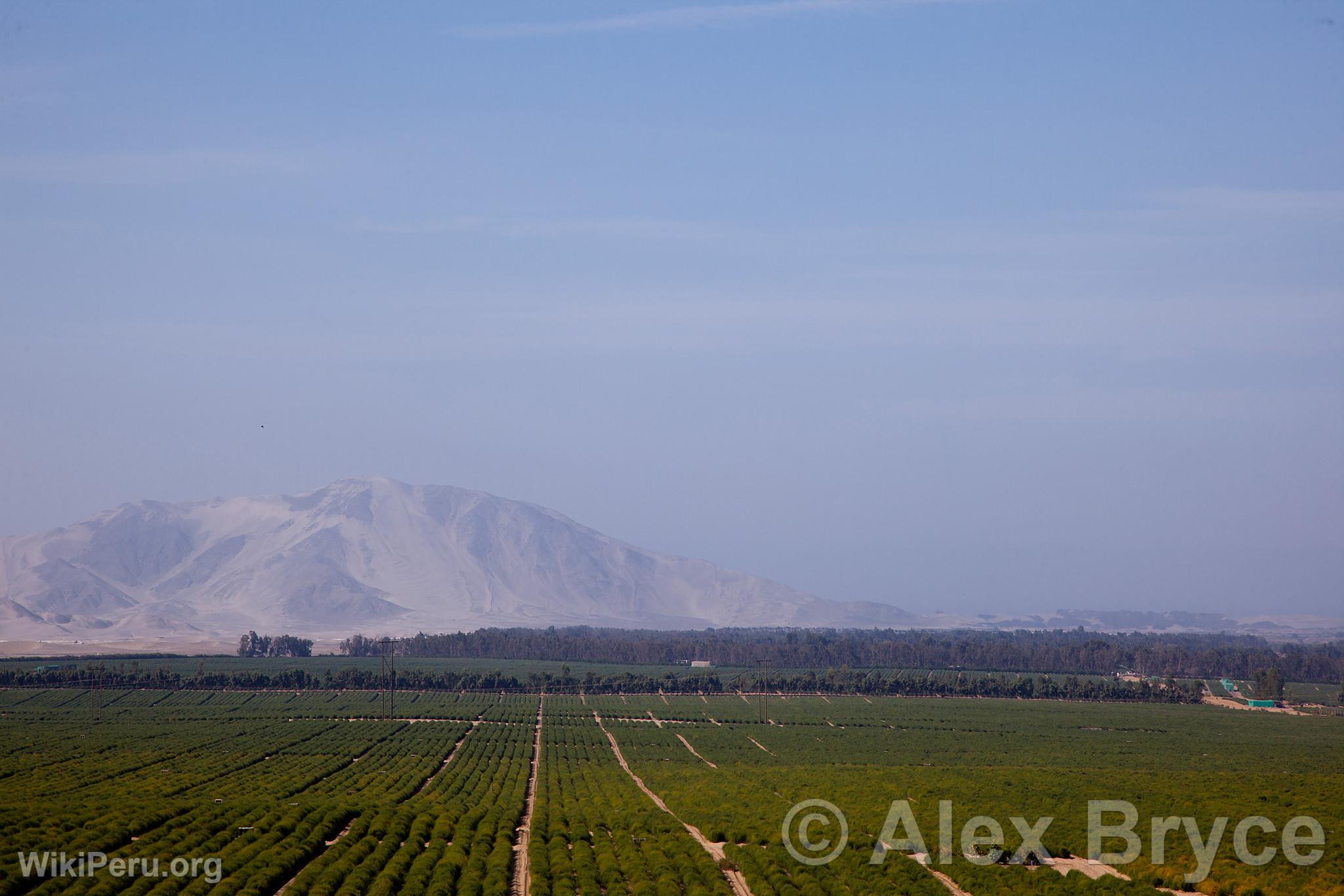 Avocado Cultivation