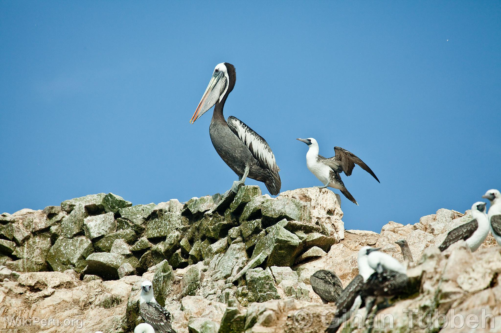 Pelican and Common Boobies