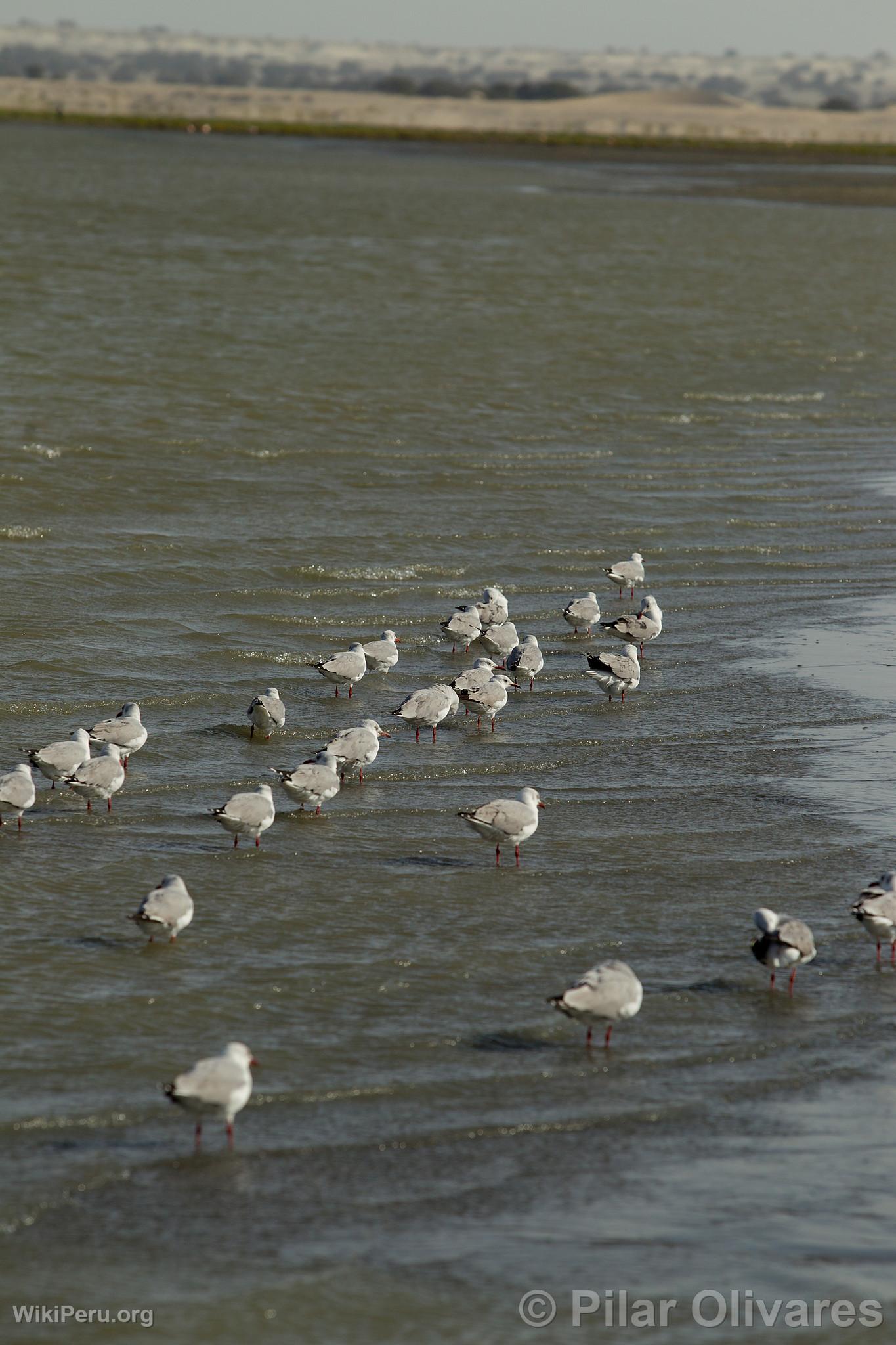 Seagulls