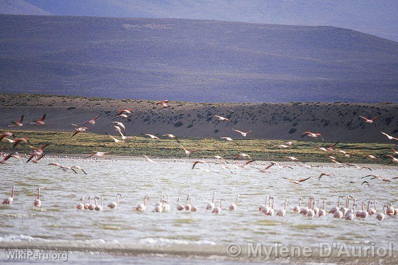 Flamingos in Lariscota lagoon