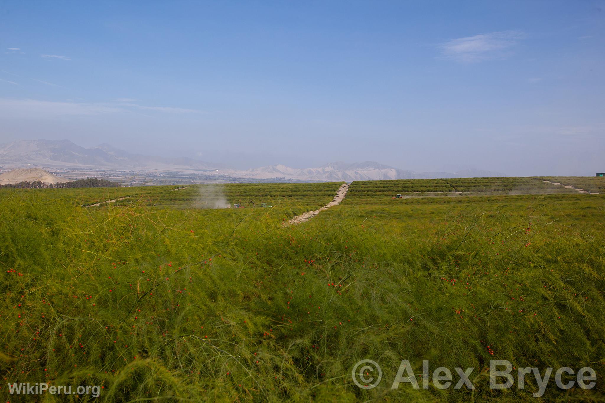 Asparagus Cultivation