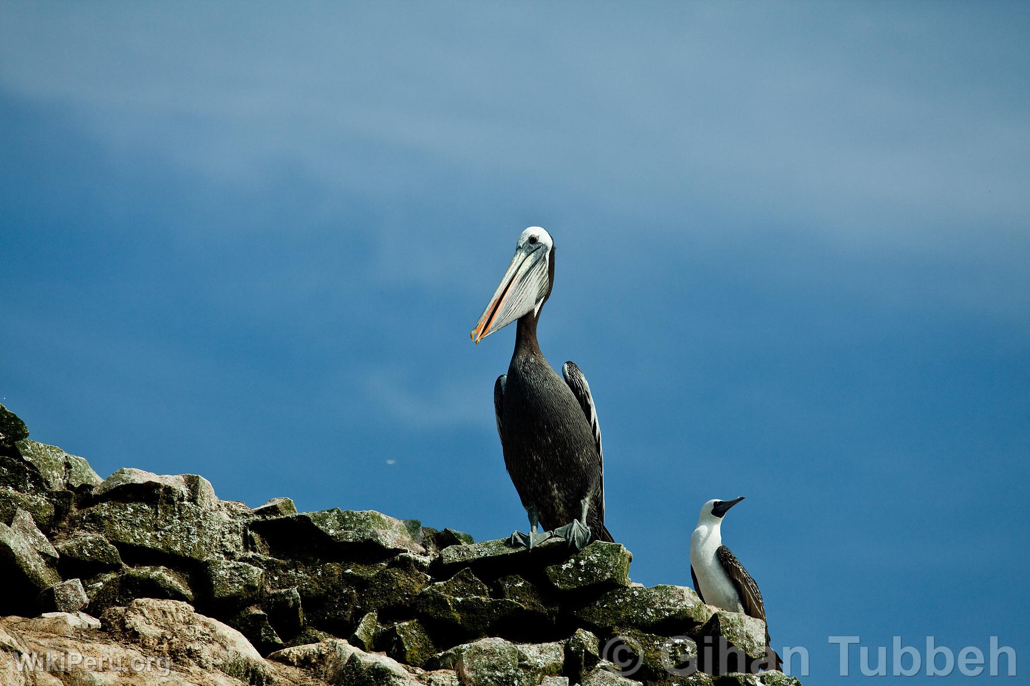 Pelican and Common Booby