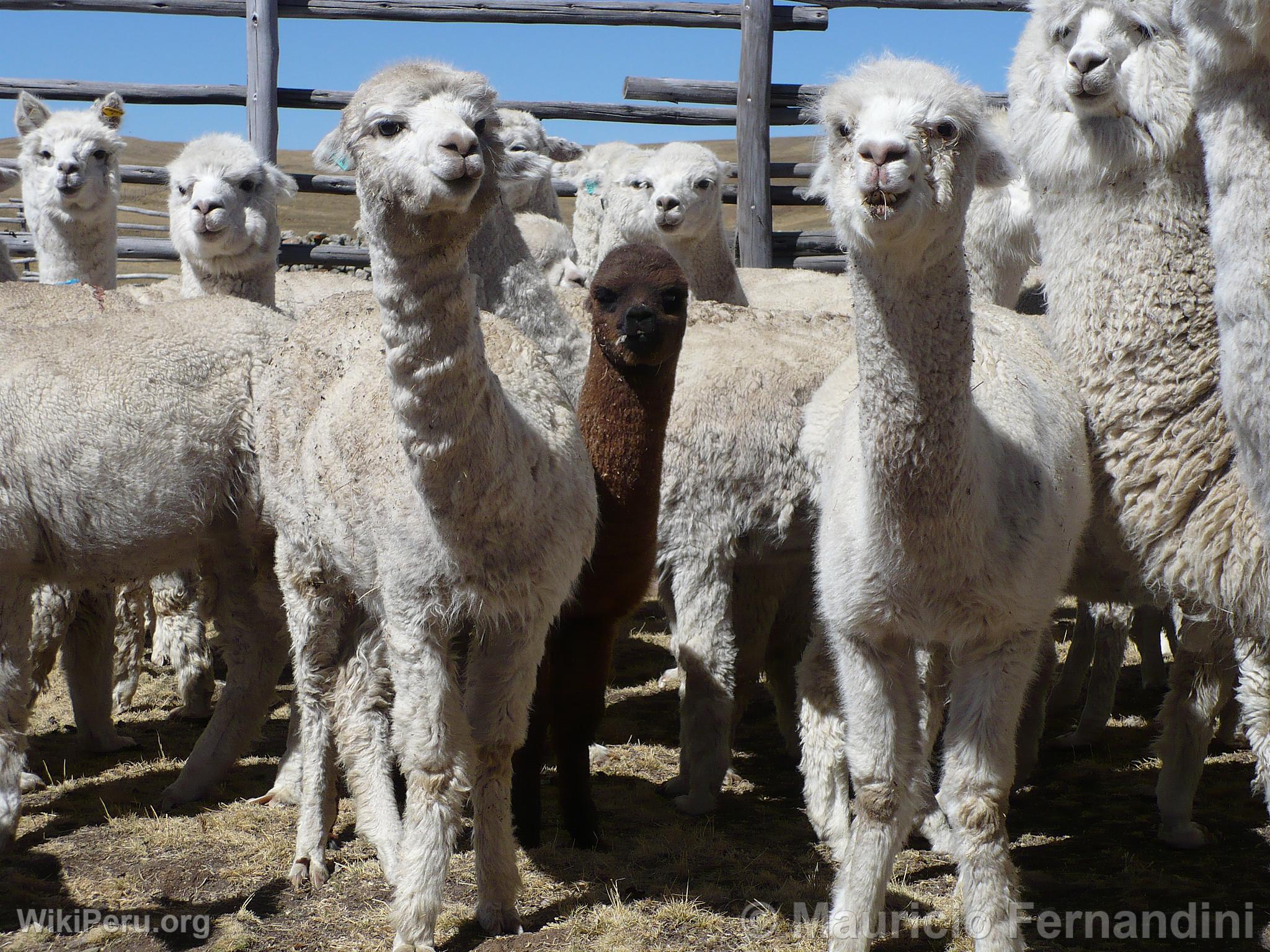 Alpacas