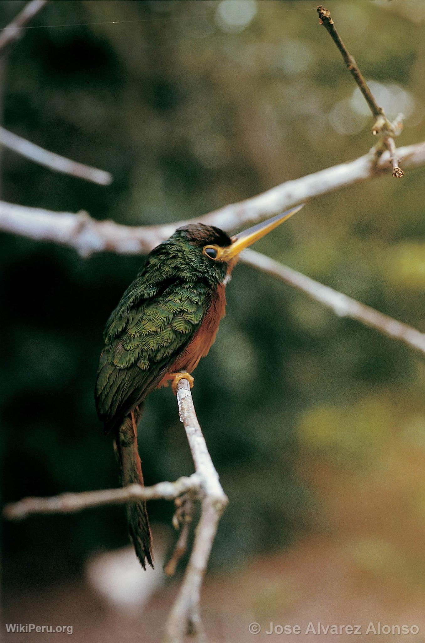 Yellow-Billed Jacamar in Alto Nanay