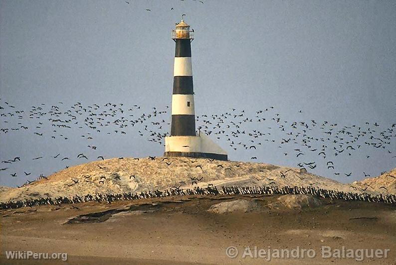 Coles Point, Punta Coles