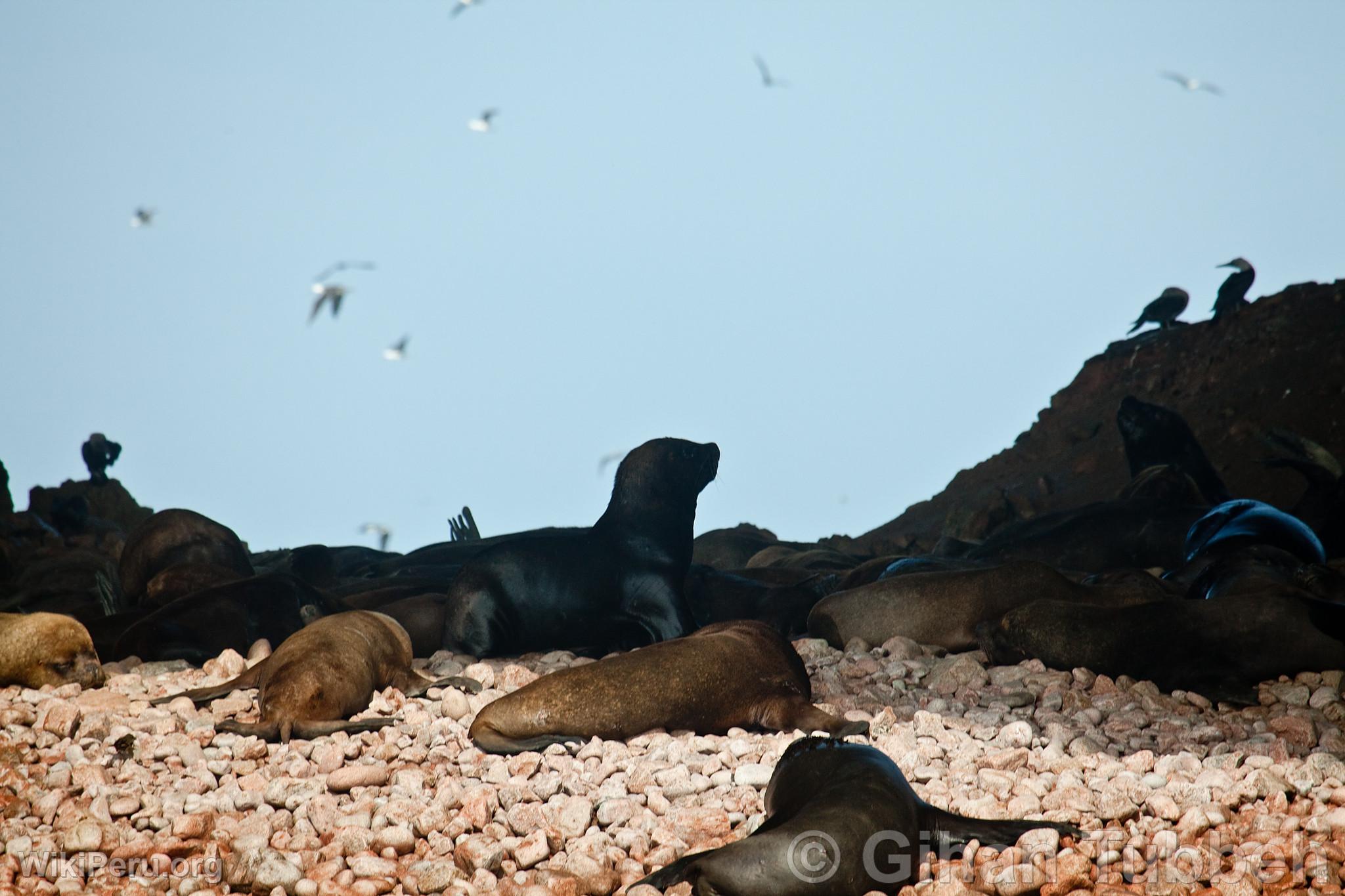 Sea Lions