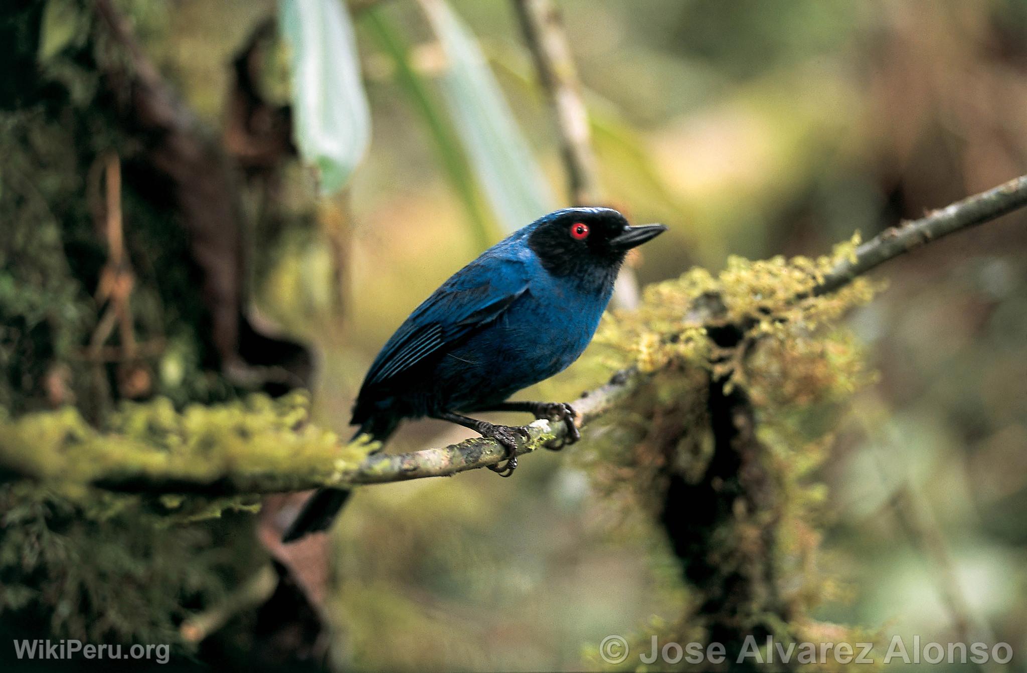 Masked Flowerpiercer at Huamanpata