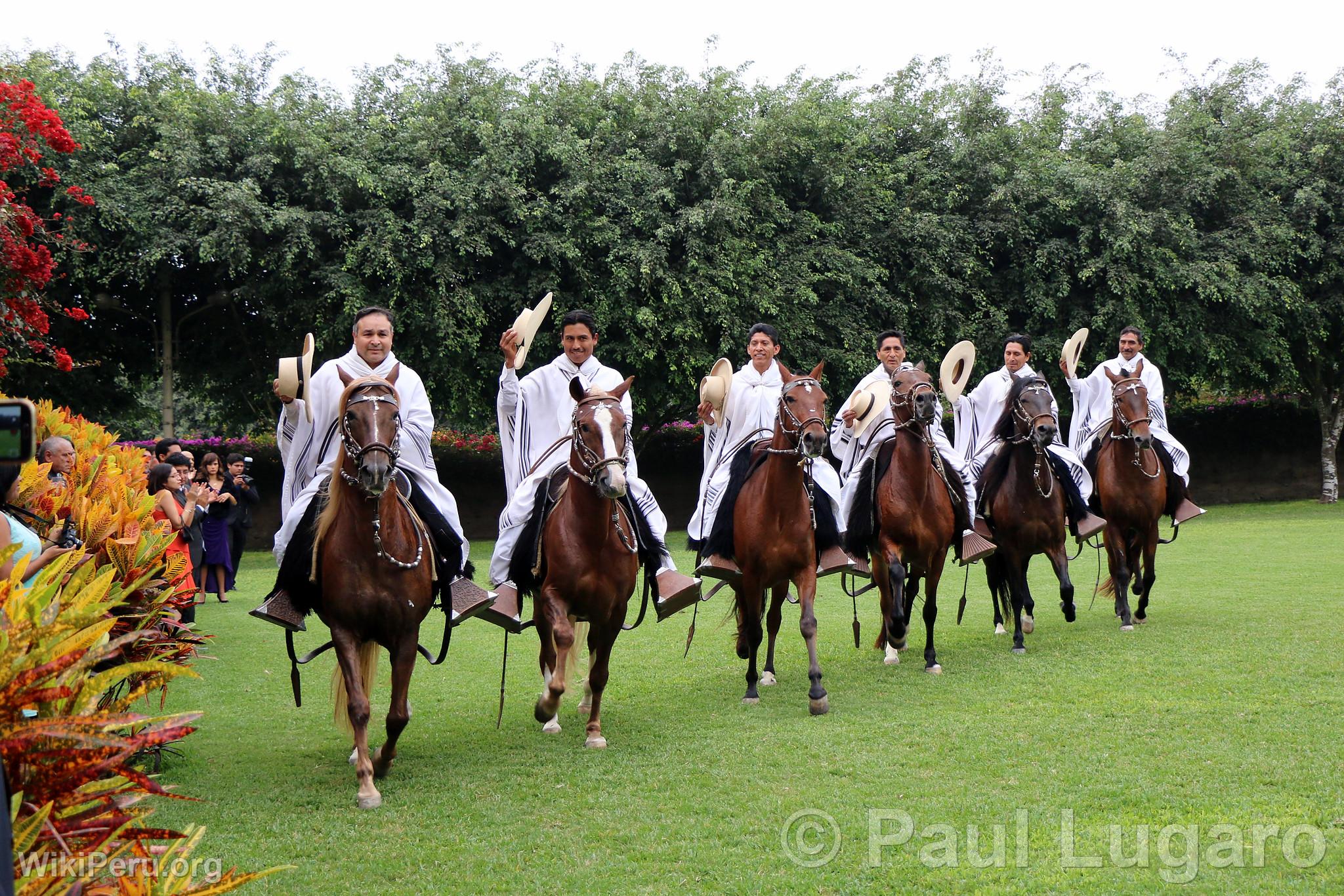 Peruvian Paso horse