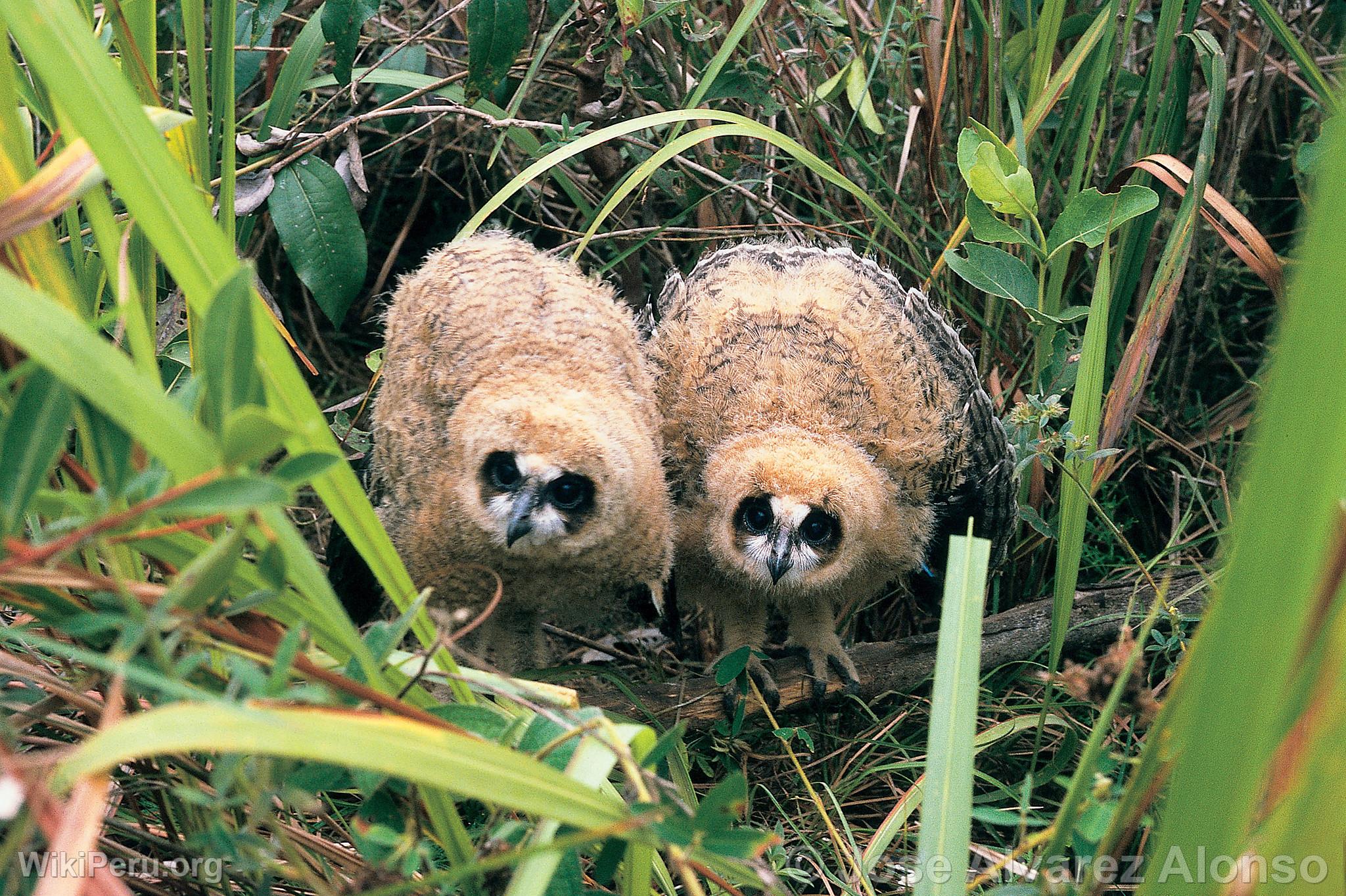 Striped Owls