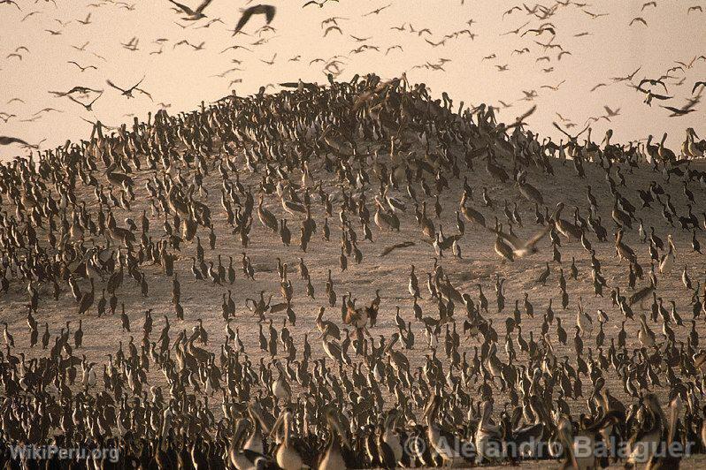 Birds in Punta Coles