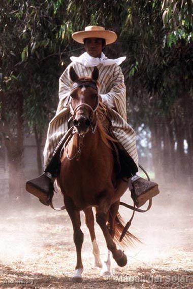 Chaln and Peruvian Paso Horse