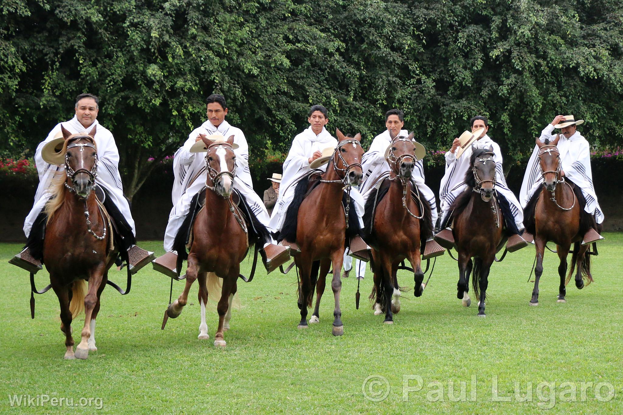 Peruvian Paso horse