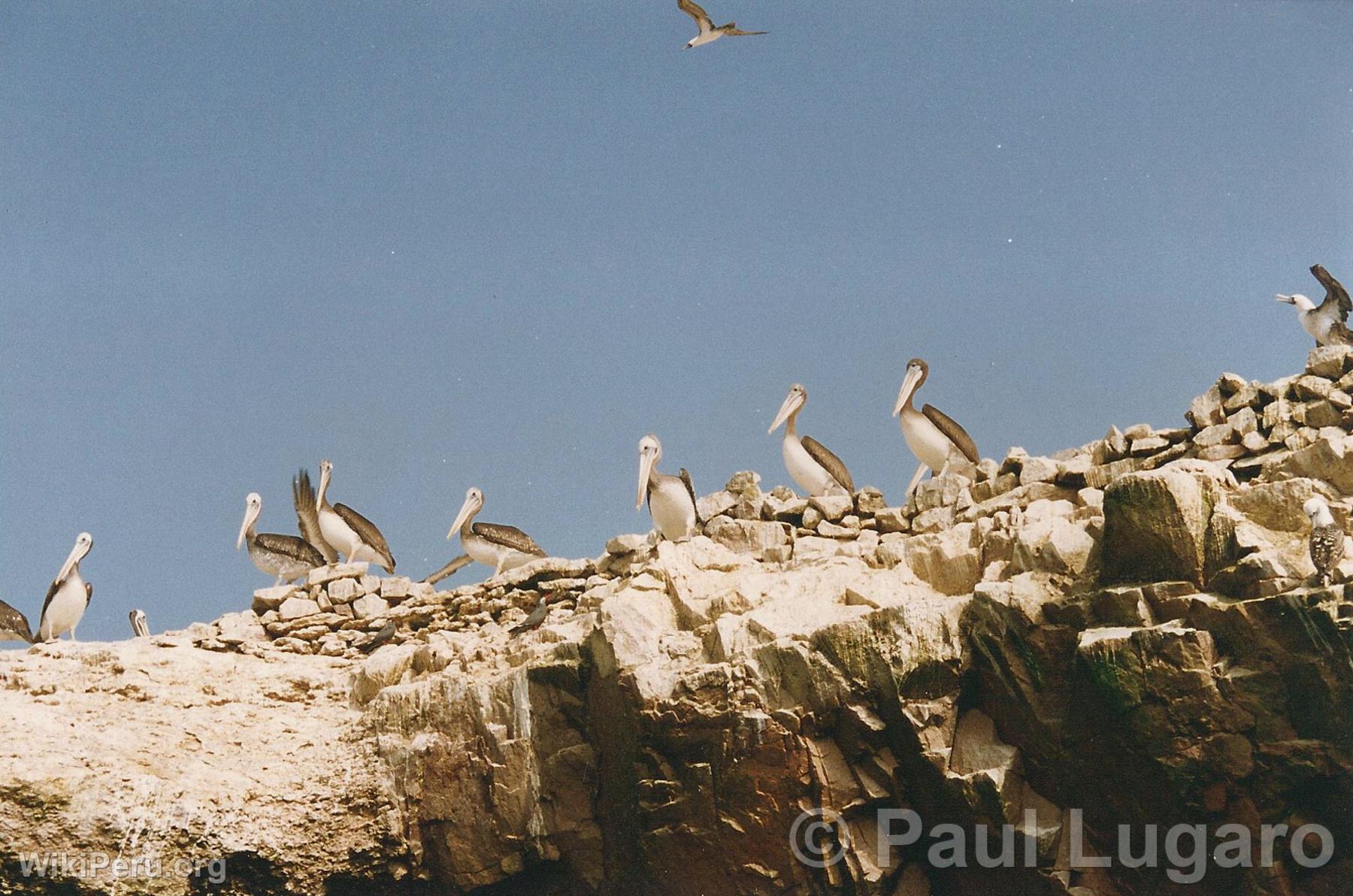 Ballestas Islands, Paracas