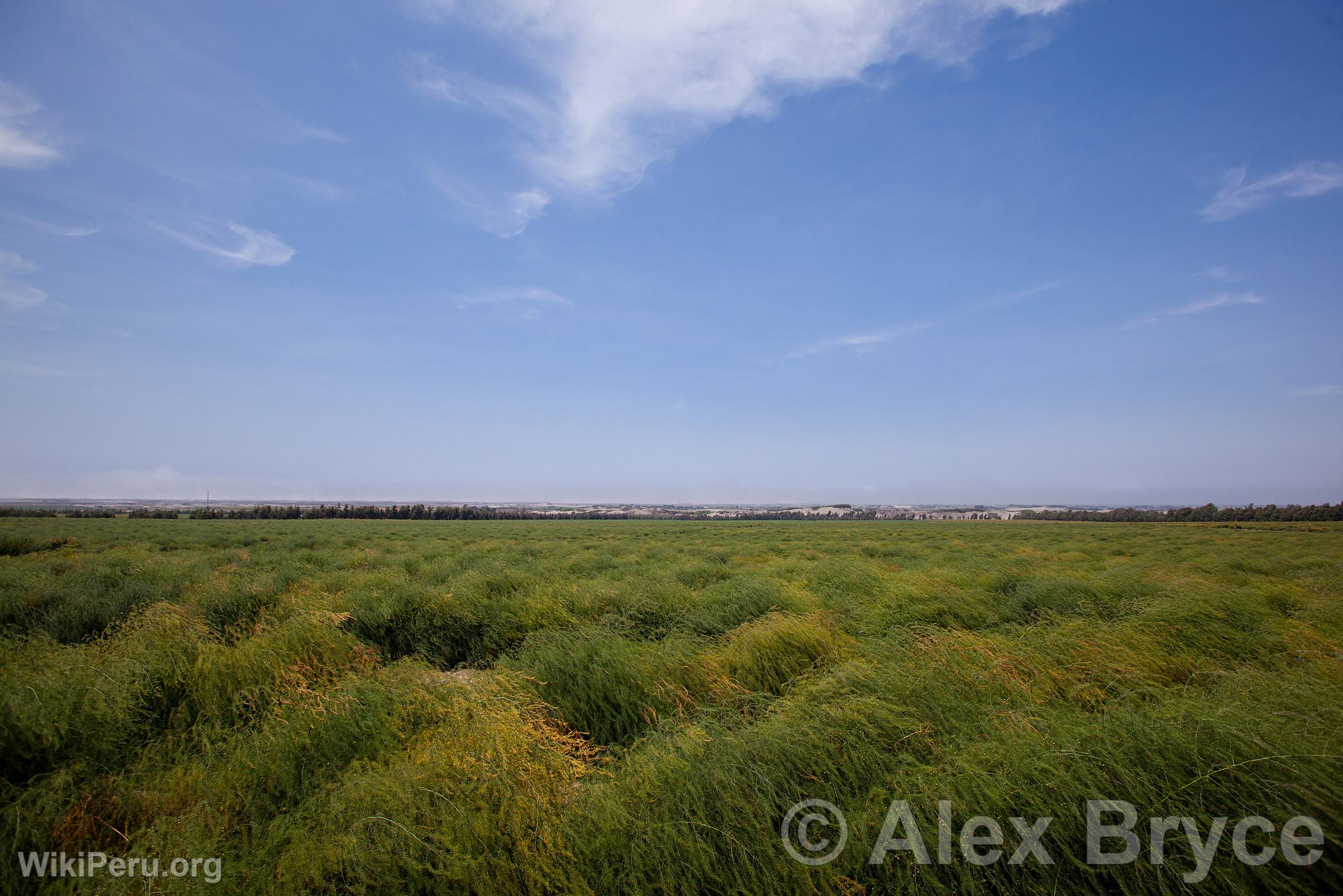 Asparagus Cultivation