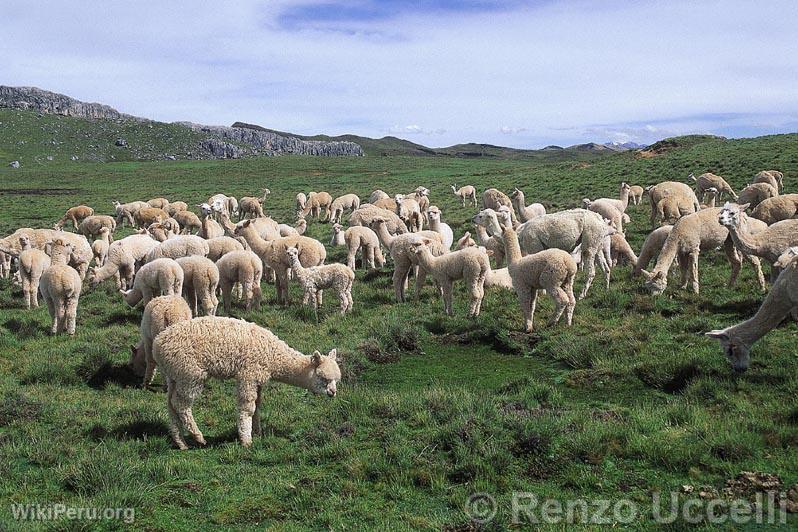 Livestock, Hunuco