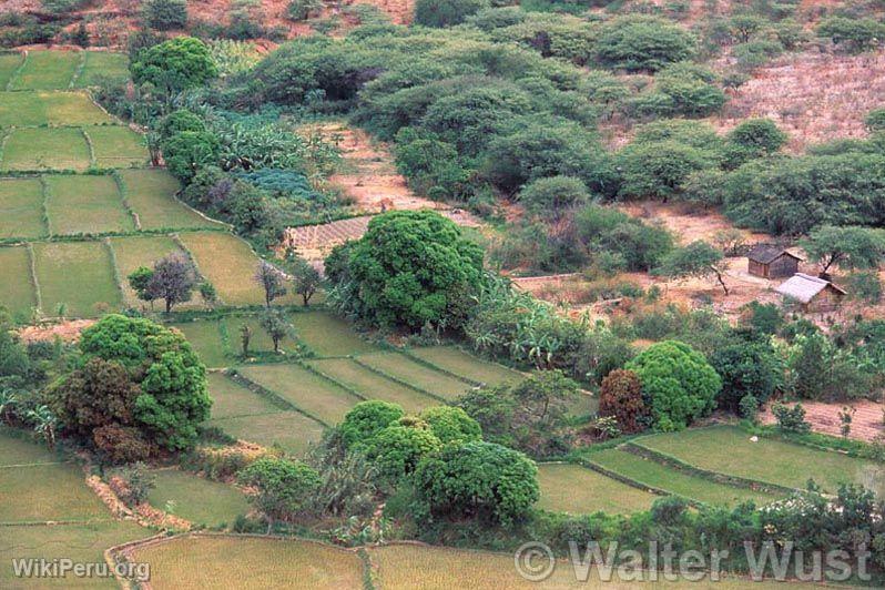 Rice fields in Bongar