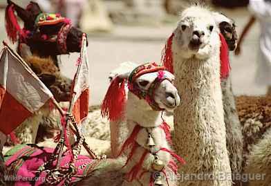 Alpacas, Colca