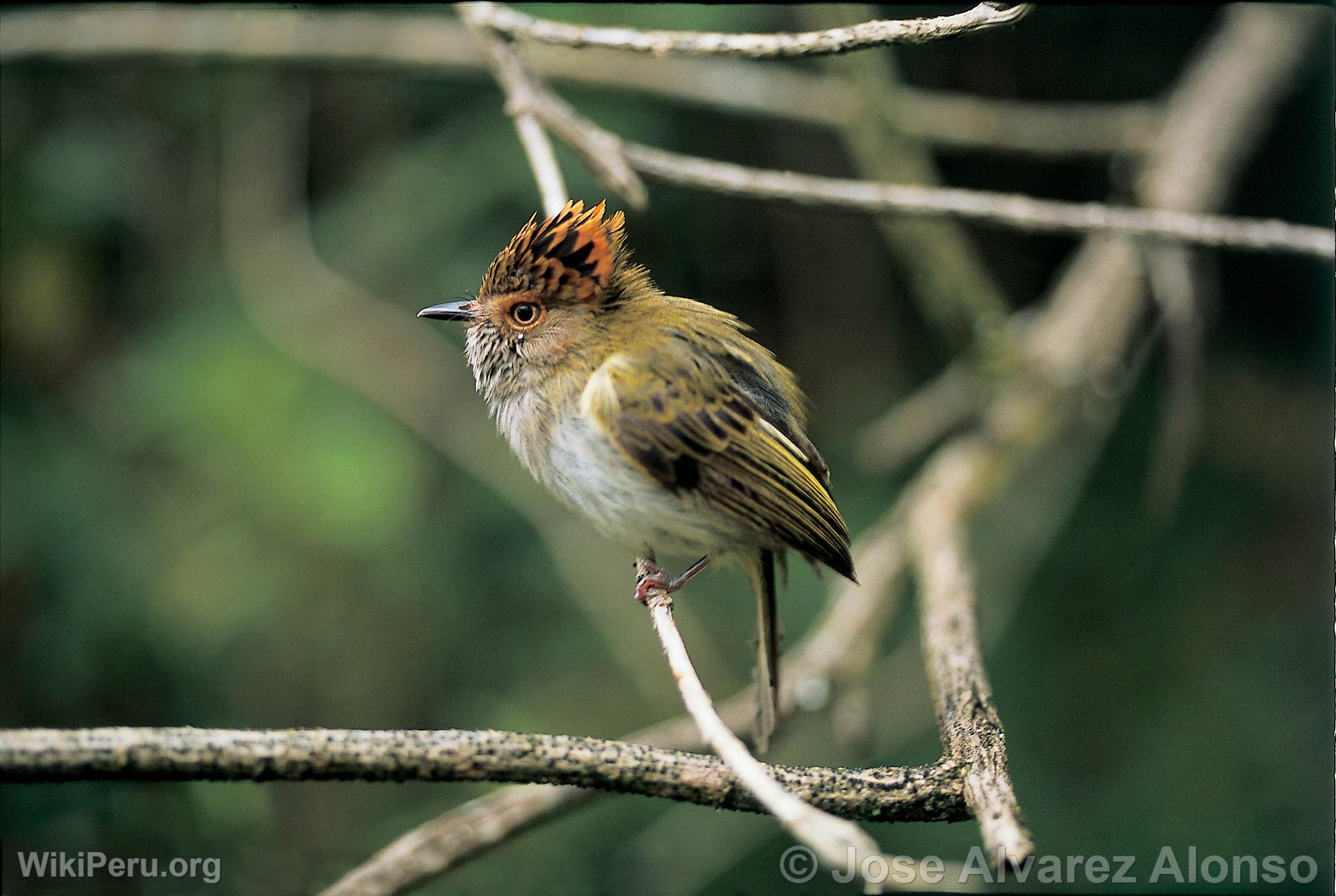 Scaled-Crest Pygmy Tyrant at Huamanpata