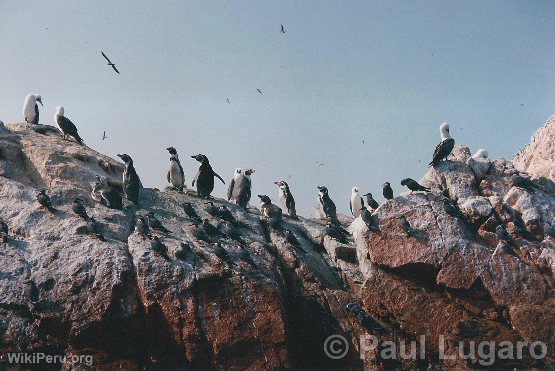 Ballestas Islands, Paracas