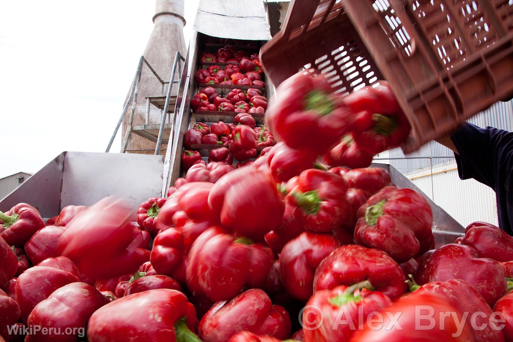 Pepper Processing