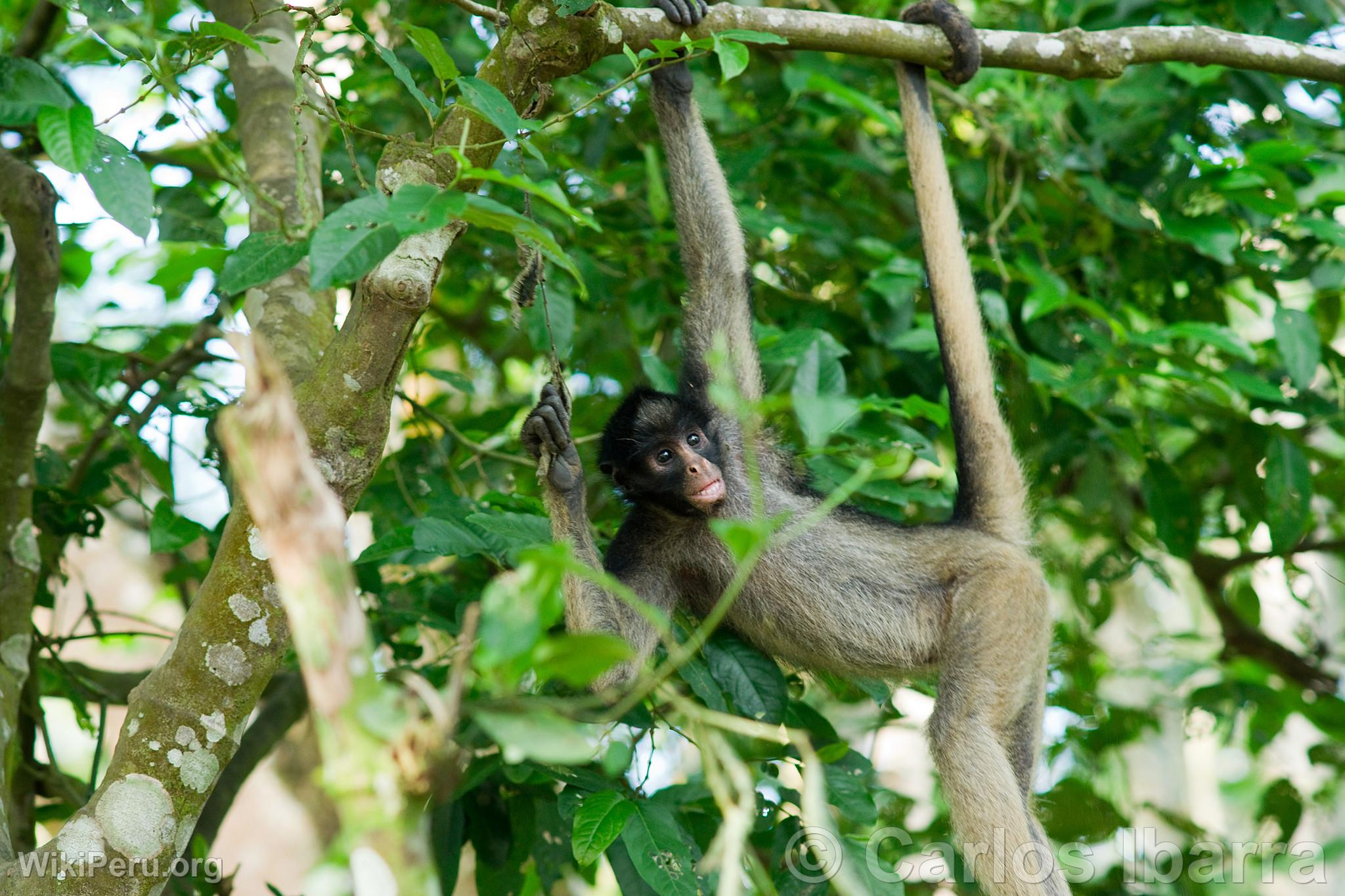 Gray Woolly Monkey