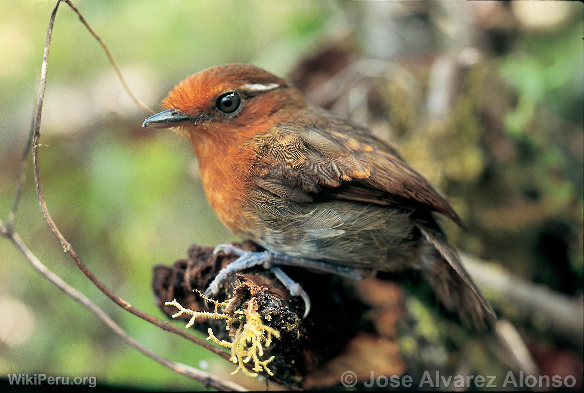 Brown-Crowned Jejenero in Huamanpata